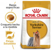 Yorkshire Terrier Adulto